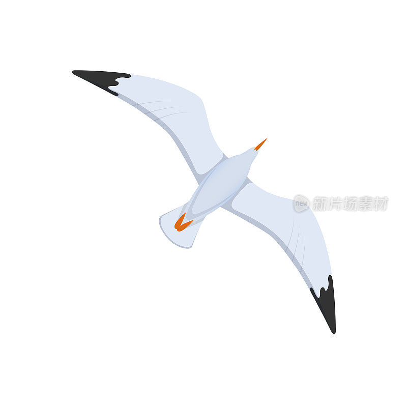 Flight of seagulls in sky, flight over the water